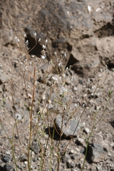 Crepis multicaulis