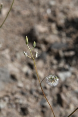 Crepis multicaulis