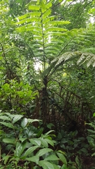 Cyathea