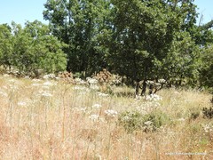 Conopodium subcarneum