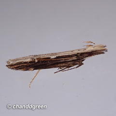 Hypatima spathota