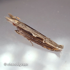 Hypatima spathota