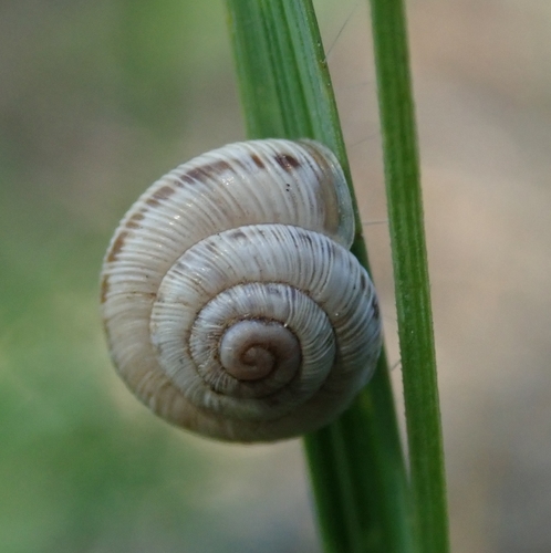 Dwarf Heath Snail