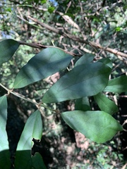 Oncinotis tenuiloba