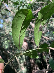 Oncinotis tenuiloba