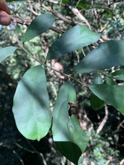 Oncinotis tenuiloba