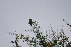 Agapornis roseicollis