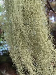 Usnea cavernosa