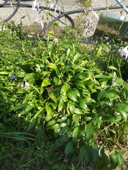 Hosta ventricosa