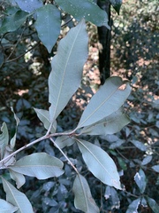 Englerophytum natalense