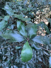 Englerophytum natalense