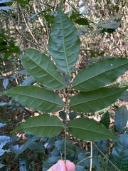 Philenoptera sutherlandii
