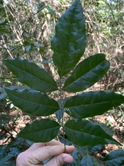 Philenoptera sutherlandii