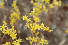 Dudleya multicaulis