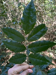 Philenoptera sutherlandii