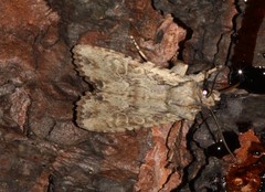 Lithophane disposita