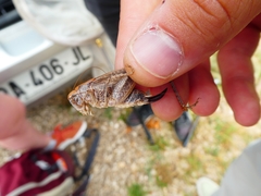 Platycleis intermedia