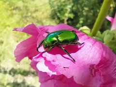 Calomacraspis splendens