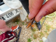 Platycleis intermedia