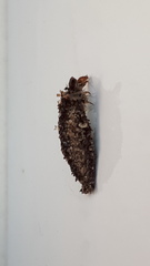 Dahlica triquetrella