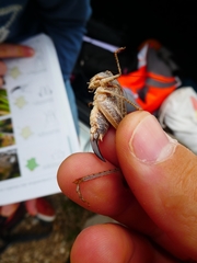 Platycleis intermedia