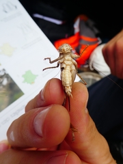 Platycleis intermedia