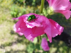 Calomacraspis splendens
