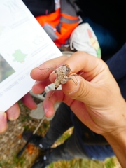 Platycleis intermedia