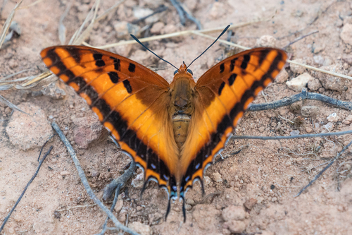 Silver-barred Charaxes