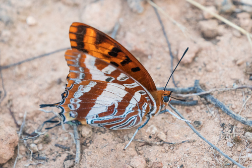 Silver-barred Charaxes