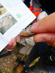 Platycleis intermedia