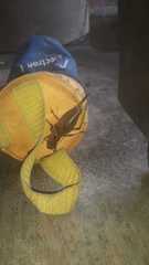 Liparoscelis pallidispina