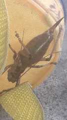 Liparoscelis pallidispina