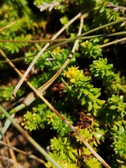 Galium arenarium
