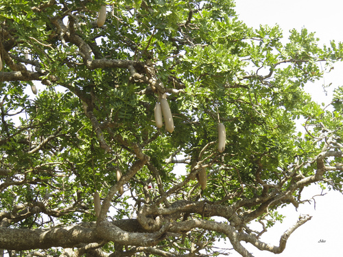 Kigelia africana