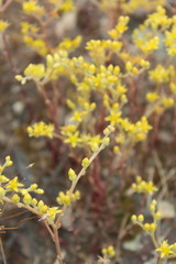 Dudleya multicaulis