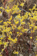 Dudleya multicaulis