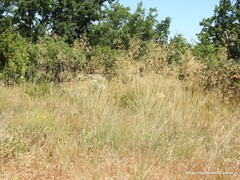 Conopodium subcarneum