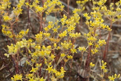 Dudleya multicaulis