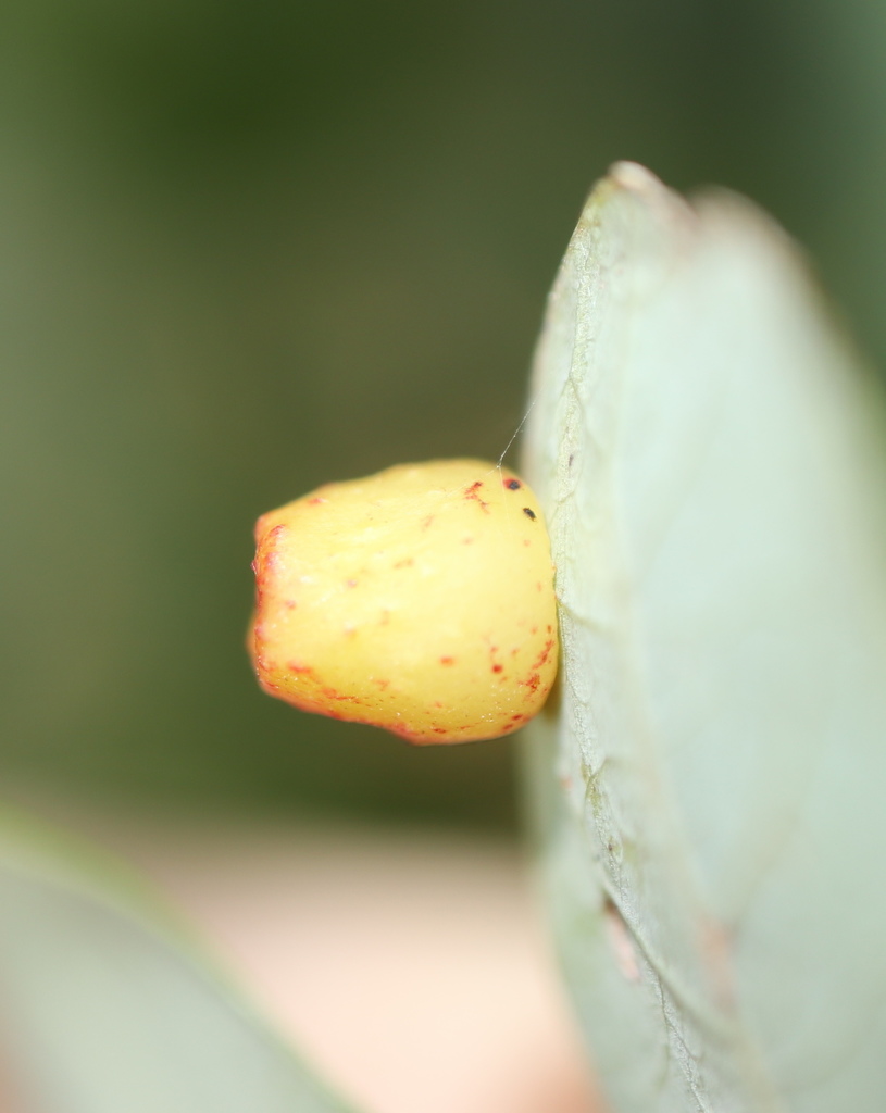 Feron apiarium