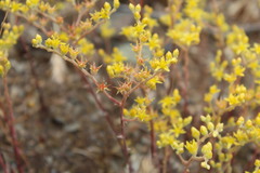 Dudleya multicaulis