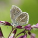 Aricia nicias - Photo (c) purperlibel,  זכויות יוצרים חלקיות (CC BY-SA), הועלה על ידי purperlibel