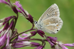 Aricia nicias