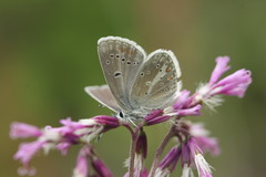 Aricia nicias