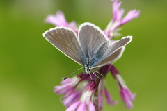 Aricia nicias