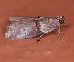Acrobasis texana