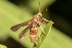 Vitacea polistiformis