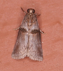 Acrobasis texana