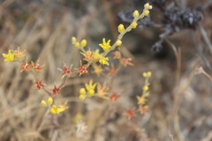 Dudleya multicaulis