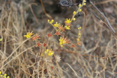 Dudleya multicaulis